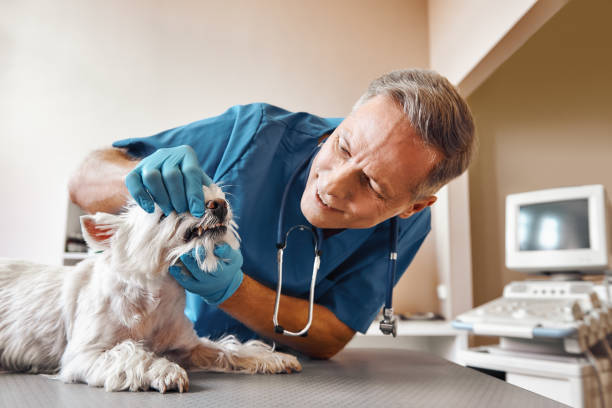 Best Holiday Emergency Dentist in Meriden, CT